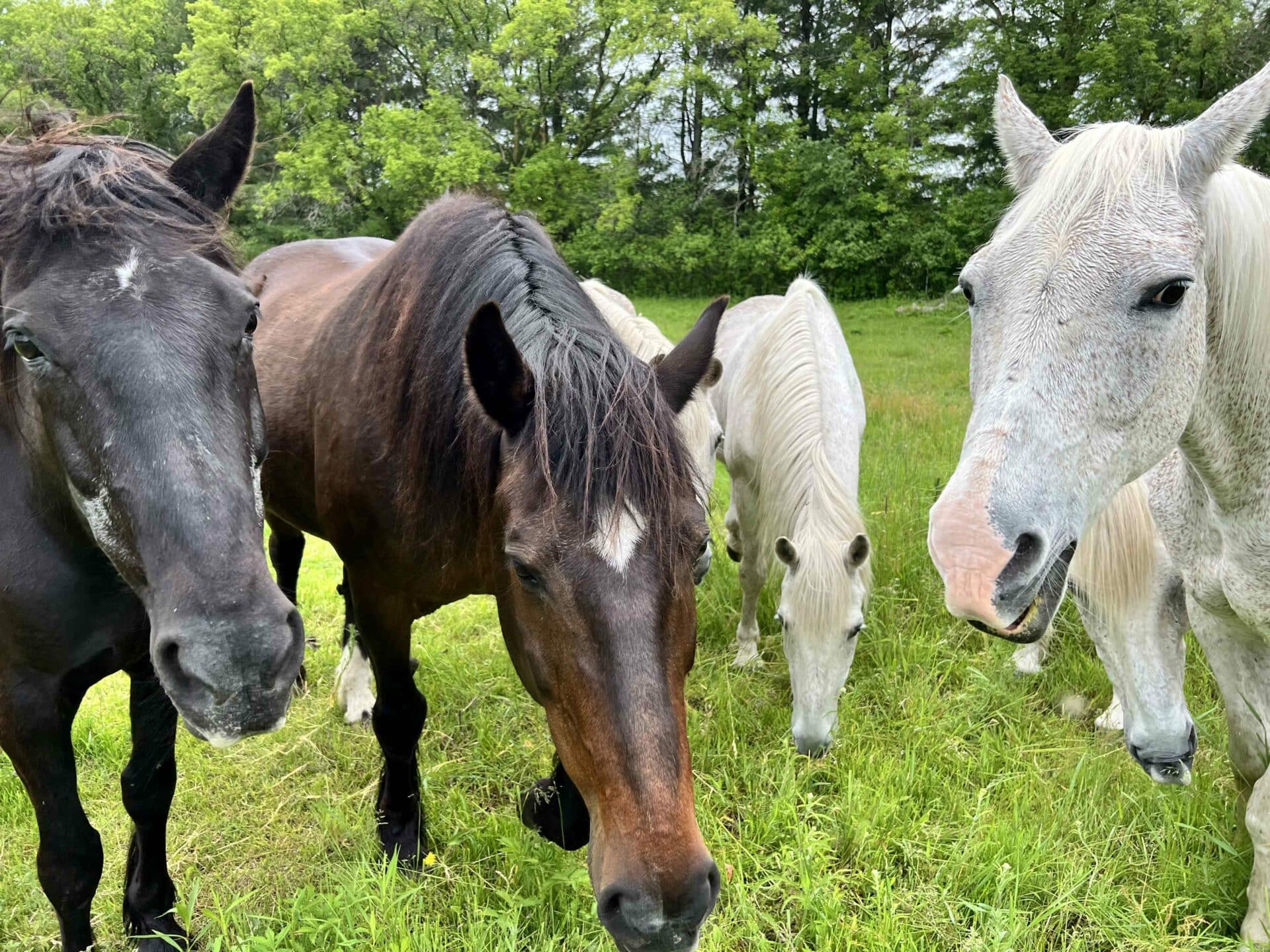 Welcome to Rocky Branch Veterinary Services